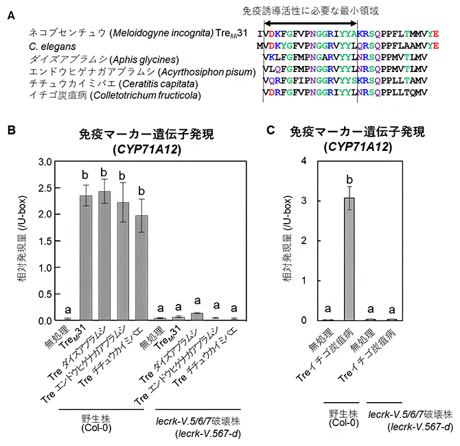 LecRK-Vs依存的に免疫を活性化する害虫、および病原糸状菌由来ペプチドの図