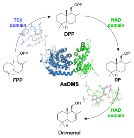 AsDMSが触媒する連続的な反応と立体構造の図