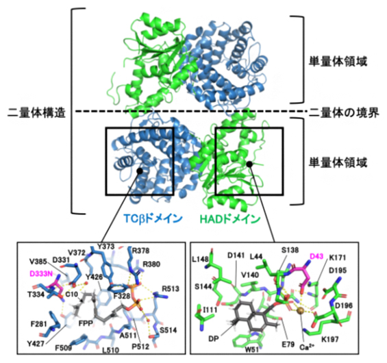 AsDMSの全体構造およびFPPとDPの結合様式の図