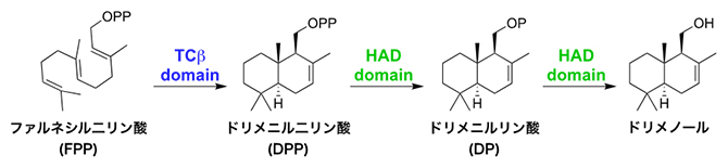 AsDMSによるFPPからドリメノールへの変換反応の図