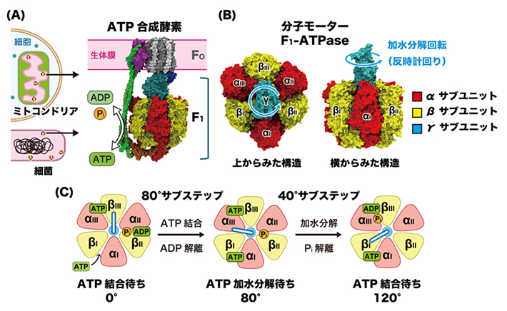 ATP合成酵素とF1-ATPaseの構造、およびサブステップ回転の模式図の画像