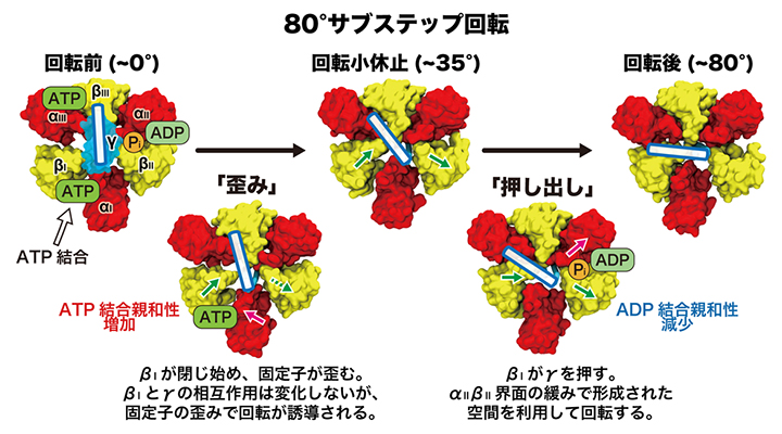 生体分子モーターF1-ATPaseにおける80度サブステップの回転駆動機構の図