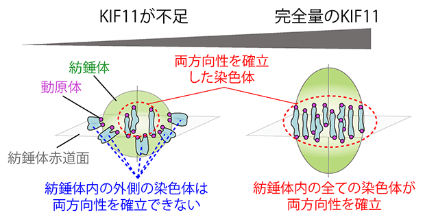 マウス卵母細胞における染色体の両方向性の確立におけるKIF11の空間的な必要量の違いの図