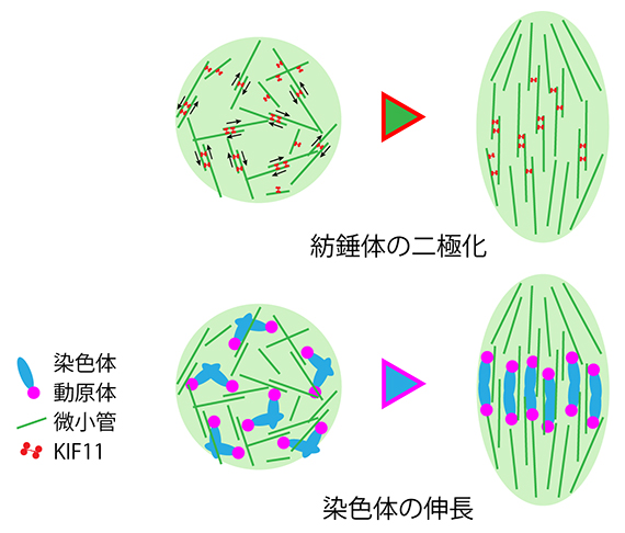 紡錘体の二極化と染色体の両方向性の図
