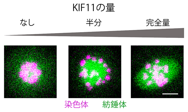 マウス卵母細胞の減数第一分裂中期のライブイメージングの図