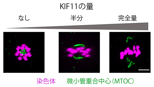 マウス卵母細胞の減数第一分裂中期の紡錘体極のライブイメージングの図