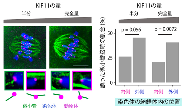 マウス卵母細胞の減数第一分裂中期における動原体と微小管の接続状態の図