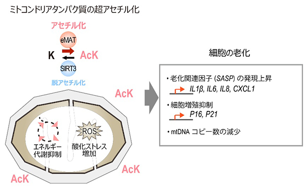 人工アセチル化酵素分子eMATによる細胞老化の仕組みの図