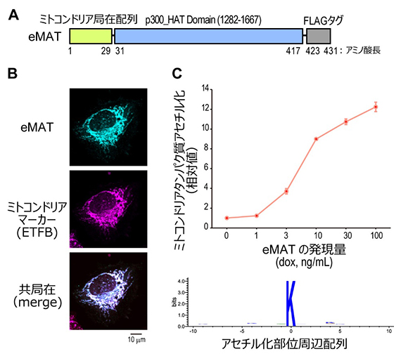 人工アセチル化酵素分子eMATによるミトコンドリアタンパク質のアセチル化の図