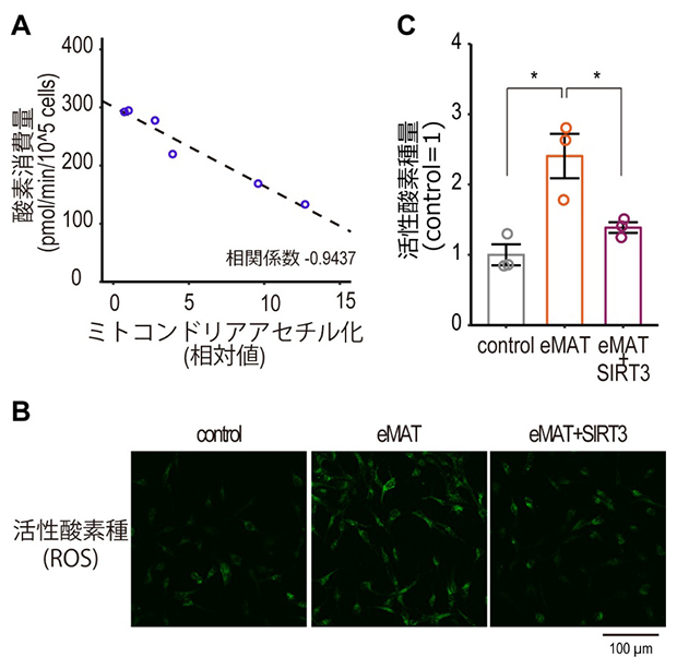 eMATによるミトコンドリア代謝活性、活性酸素種（ROS）の調節の図