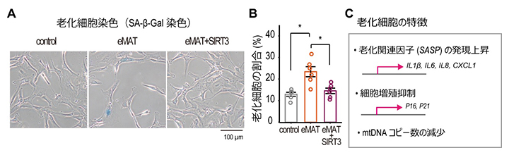 eMATによる細胞老化の促進作用の図
