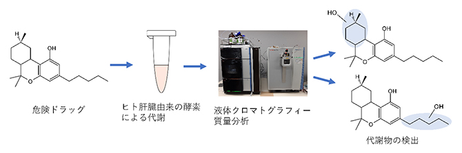 危険ドラッグの代謝物分析の流れの図