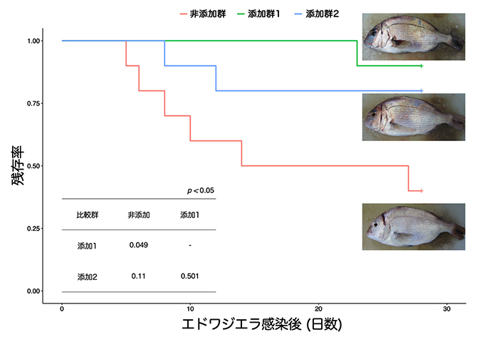 好熱菌を活用した高温発酵飼料溶液による魚体の抗病性評価の図