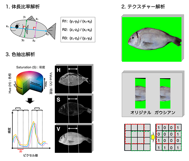 非侵襲的画像解析イメージングの図