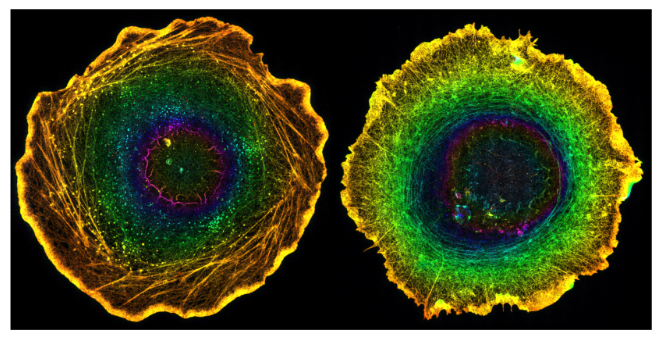 細胞キラリティを駆動するアクトミオシンリングの図