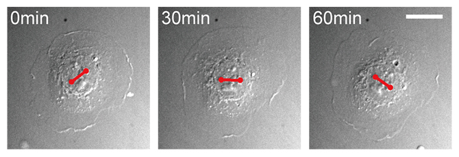 時計回りに回転するCaco-2細胞の図