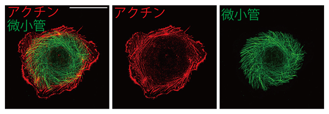 Caco-2細胞内の細胞骨格の図