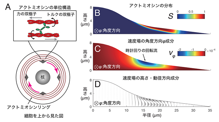 細胞キラリティ形成の理論モデルの概念図と計算結果の図