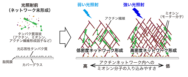 アクチンネットワークの「密度」で制御されるアクチン結合タンパク質の機能の図