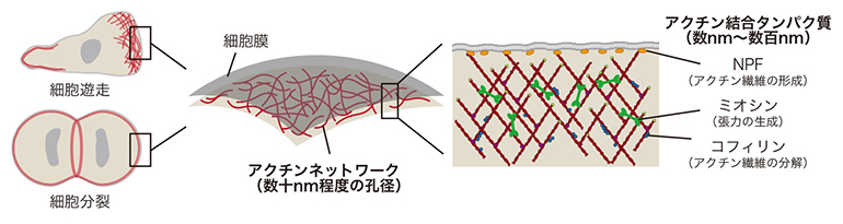 アクチン細胞骨格による細胞機能の制御の図
