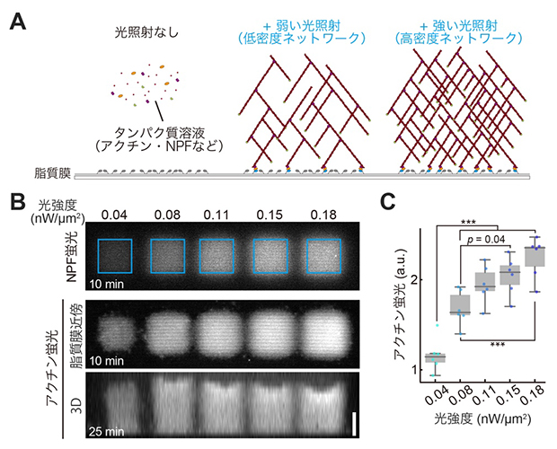 光照射によるアクチンネットワークの構築の図