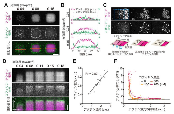 アクチン結合タンパク質とアクチンネットワークの混合実験の図