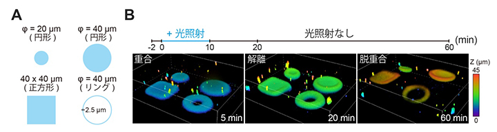 アクチン構造物の3次元デザインの図