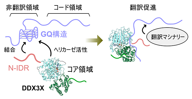 DDX3XがmRNAを選択的に認識し、翻訳制御を行う分子機構の模式図の画像
