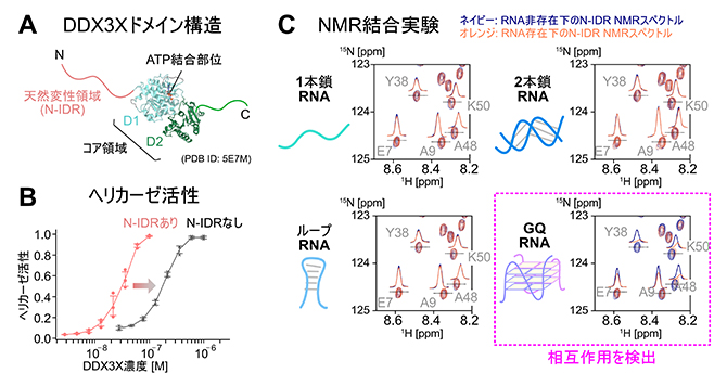 DDX3Xタンパク質の構造とヘリカーゼ活性、およびN-IDRと各種RNAとの相互作用の図