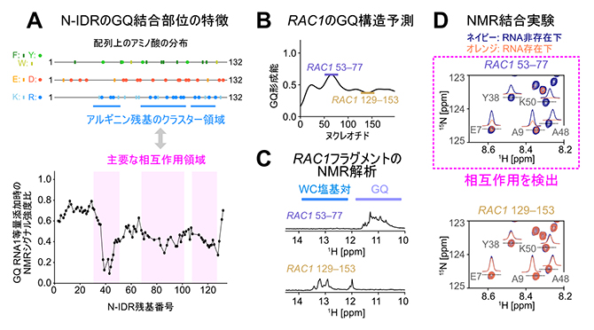 N-IDRのGQ RNA認識部位とmRNA非翻訳領域のフラグメントRNAとの相互作用の図