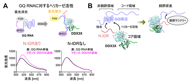 図3 DDX3XのGQ RNAに対するヘリカーゼ活性のアッセイと翻訳制御機構の模式図の画像
