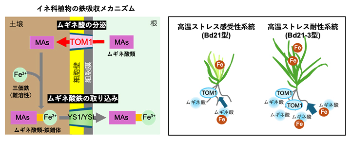 イネ科植物の鉄吸収メカニズムとムギネ酸を介した温帯性草本植物の高温耐性適応機構の図