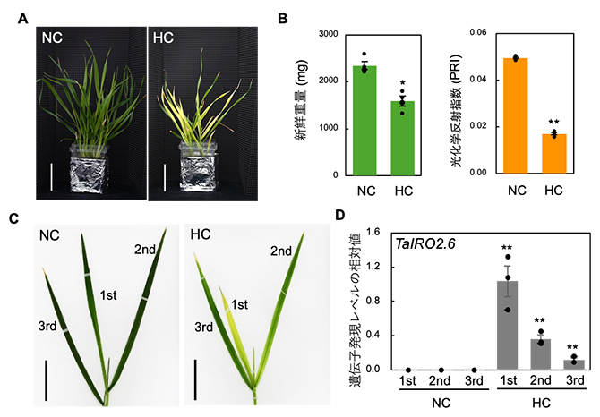 コムギにおける長期高温ストレスの影響の図