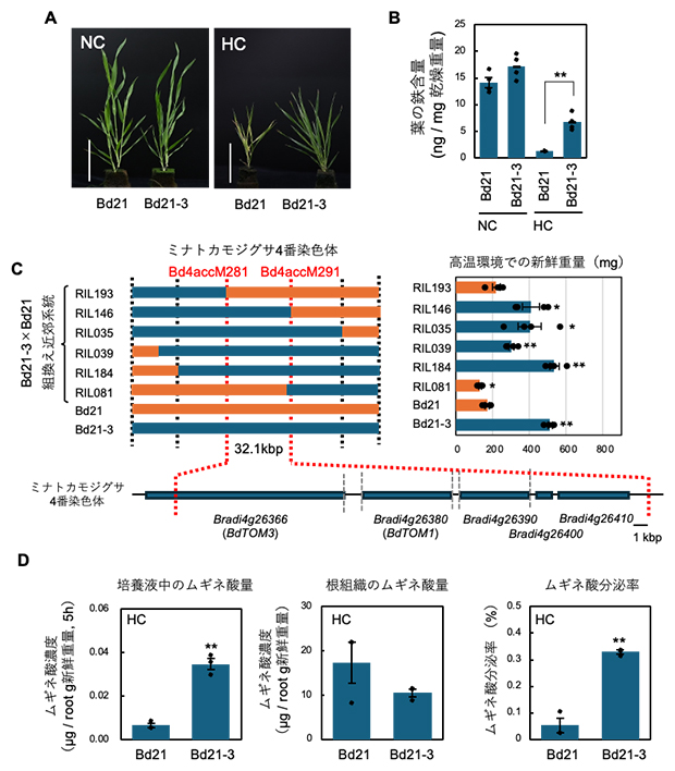 高温ストレス耐性に関する遺伝子のマッピングの図