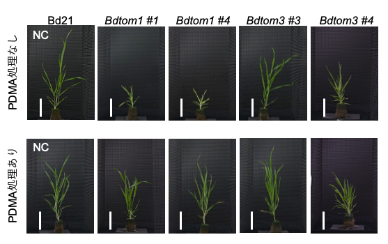 ミナトカモジグサBdTOM1及びBdTOM3遺伝子変異体の図