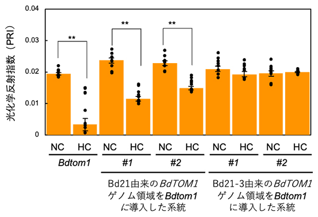 Bdtom1変異体に対するBd21またはBd21-3由来BdTOM1ゲノム導入による効果の図