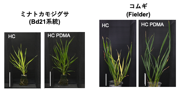 合成ムギネ酸（PDMA）添加による高温ストレス耐性の向上の図