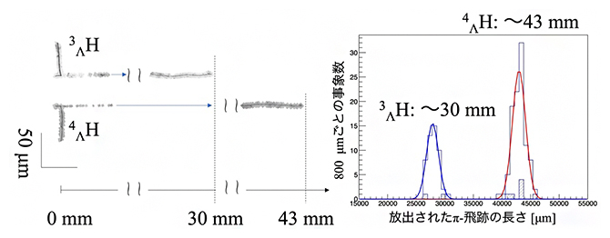 検出したハイパー核2体崩壊事象とパイマイナス中間子の飛跡の長さ分布の図
