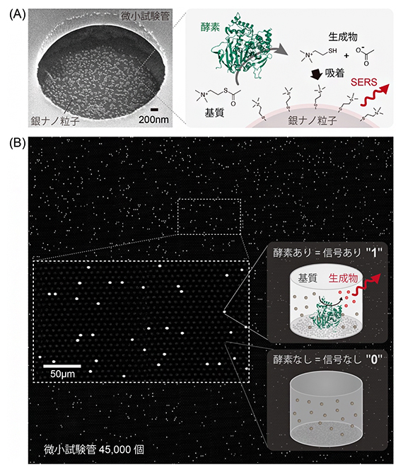 バイオマーカー酵素の1分子デジタルSERS計数法の仕組みの図