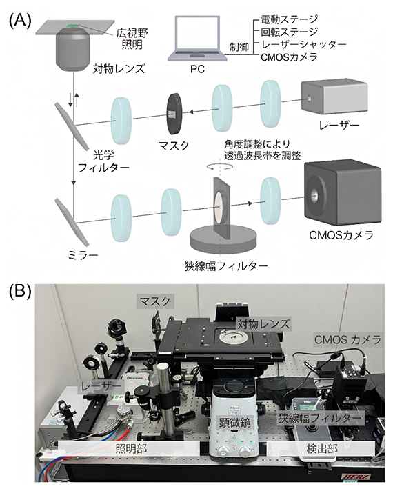 1分子デジタルSERS計数法の計測時間短縮のための広視野型の高速ラマン顕微鏡の模式図（A）と写真（B）の図