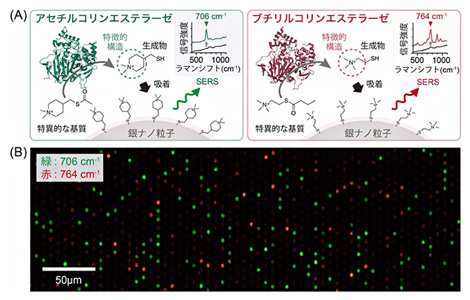 類似した反応を触媒する複数種のバイオマーカー酵素の定量の図