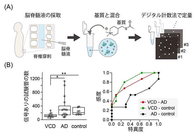 脳脊髄液中のアセチルコリンエステラーゼの定量と認知症層別化の実証実験の図