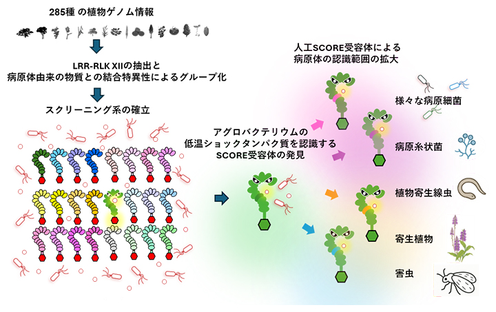 非モデル植物からの免疫受容体（LRR-RLKK-XII）の同定法と受容体改変による認識範囲の拡大の図