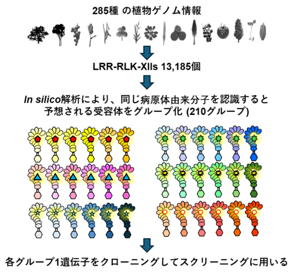 ゲノム情報に基づくLRR-RLK-XIIの網羅的抽出とグループ化の図