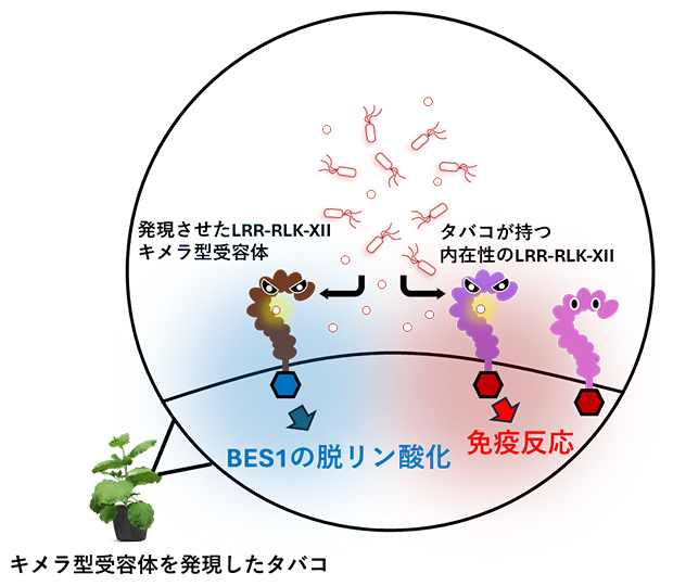 BRI1のリン酸化酵素領域を用いたキメラ型受容体によるスクリーニングの図