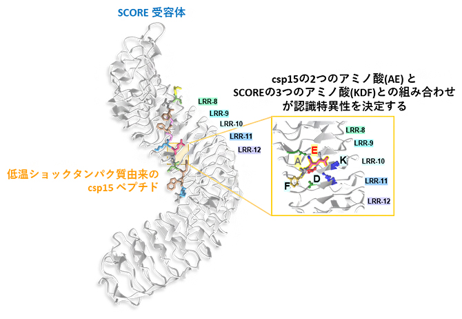 病原体のCSP由来のペプチドを認識するSCORE受容体の立体構造予測の図
