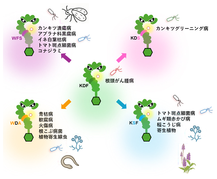 人工SCORE受容体による病原体の認識範囲の拡大の図