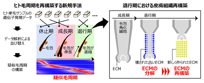 ヒト毛周期の時系列的な解析から見いだした皮膚組織再構築の仕組みの図