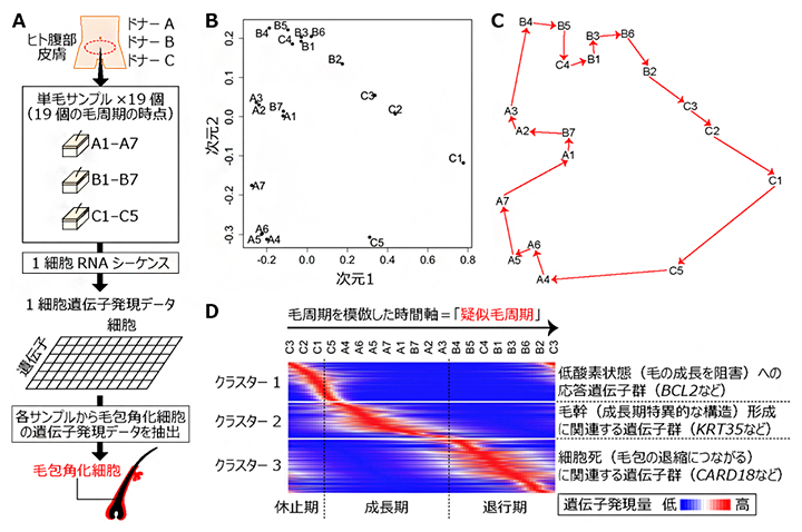 ヒト毛周期の時系列的な1細胞遺伝子発現解析手法の図