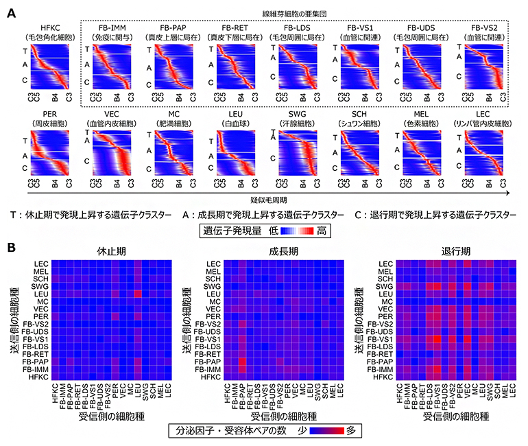 疑似毛周期における各細胞種の遺伝子発現および細胞間コミュニケーションの変化の図